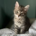 Del Ray Home for Wayward Cats - @delrayfostercats - Instagram