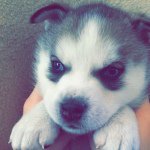 Lana Del Ruff - @lanapiranha__ - Instagram