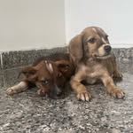 Adopt pups south delhi - @adoptpupsouthdelhi - Instagram