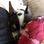 Oscar The Chihuahua - @oscar.del.sweater - Instagram