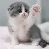 deliatownsend7 - @delia.townsend6 - TikTok