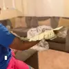 Delvo_ - @delvo_ - TikTok