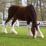 Delaney Ferguson - @shorty_horses88 - Instagram