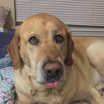 🐰Cash Delaney McCarthy🐰 - @cashmoneythebunnydog - Instagram