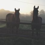 Delaney Nelson - @cowboy_creed_horsemanship - Instagram