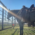 Delaney Nelson - @cowboycreed_horsemanship - Instagram