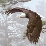 Delano Davis - @sequoiaeagle - Instagram