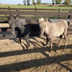 Delbert Hostetler - @delbert.hostetler - Instagram
