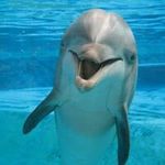 Delfin Blanco - @blancodelfin - Instagram