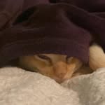 Delia Bennett - @sgt_pepper_redburmese - Instagram