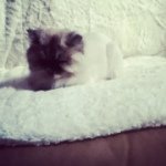 Delia Rose Burke - @deliaofengland - Instagram