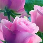 Rosa Delia Guardado - @rd_guardado - Instagram