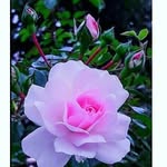 🌷Delia Prieto 🌷 - @delia_prieto_ - Instagram