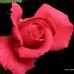 Delia Wright - Facebook