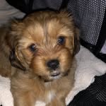 Delilah and Tyson - @_delilah_tyson_ - Instagram