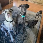 Delilah Belle + Tyson 🐾 - @dayswithdanes - Instagram