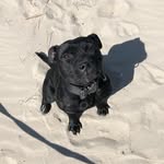 Staffordshire bull terrier 🇳🇱 - @tysondelilah2022 - Instagram
