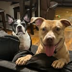 Tyson & Delilah🐾 - @tyson_and__delilah - Instagram