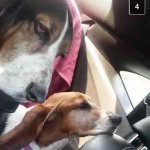 Cooper & Dell - @cooper_n_dell_bestbassets - Instagram
