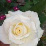 Kanaka Ramesh - @dell__diamond_____ - Instagram