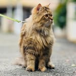 Sree Sree - @dell_diamond_321 - Instagram