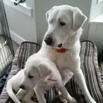 Della and Albert - @dellaandalbert - Instagram