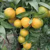 LE STAGIONI DELLA FRUTTA CIRIE - @angelabarbato96 - TikTok