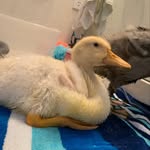Della Duck Flowers - @della._.duck - Instagram