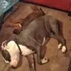 Adella Gallegos - @adella.gallegos - TikTok