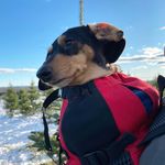 Della Jackson 💃 - @dellathedoxie - Instagram