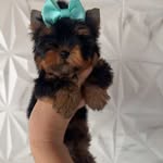 Della Moore - @dellateacupyorkies - Instagram