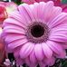 Della Peterson - Facebook
