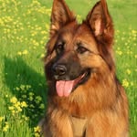 Della🖤 | German Shepherd Dog - @dellathegsd - Instagram