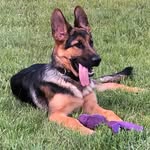 Della - @della_thegermanshepherd - Instagram