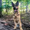 della_thegermanshepherd - @della_thegermanshepherd - TikTok
