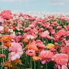 dellashortridge - @dellashortridge - TikTok