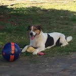@il_cane_della_way - Instagram