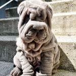 Della White - @dobiwes100 - Instagram