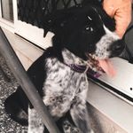 Della 🐶 - @dellanewitt - Instagram