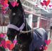 Della Young - Facebook