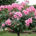 Delores Carter - Facebook