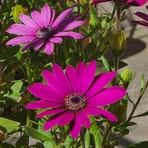 Delores Edwards - Facebook