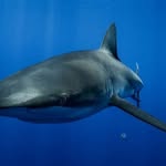 Delores Edwards - @delores.sharks - Instagram