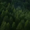 delorsemeadow - @delorsemeadow - TikTok