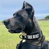 Delores - @apollo_greatdane_ - TikTok