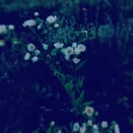 Deloris L. Burchell - @delorisl.burchell - Instagram