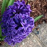 Delores Drake Dang - @jimmydonsdaughter - Instagram