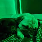 frank deloris - @frankdeloris6 - Instagram