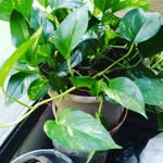 Delores Lawson - @greenthumb_diva1 - Instagram