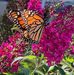 Delores Pickens - Facebook